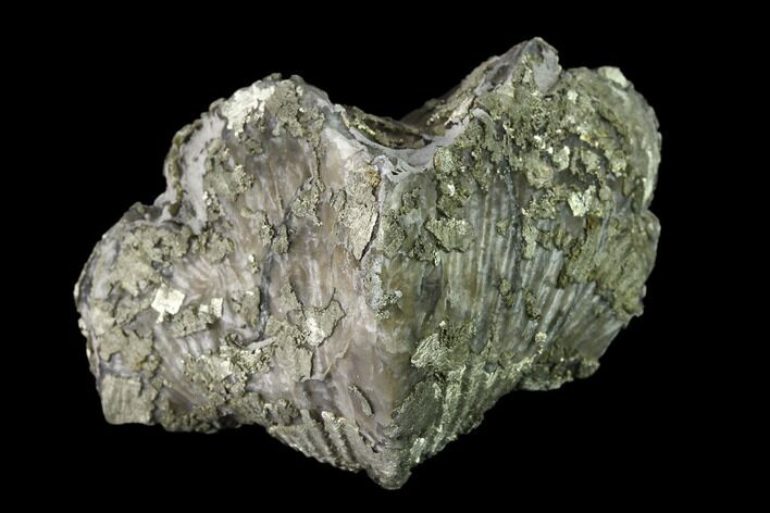 Pyrite Replaced Brachiopod (Paraspirifer) Fossil - Ohio #135570